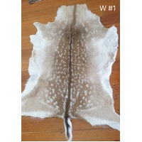 Fallow Deer Skin - 1